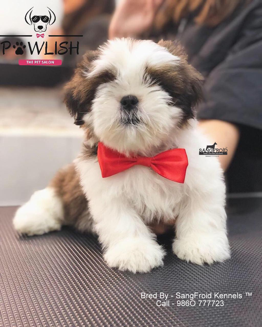 Shih tzu